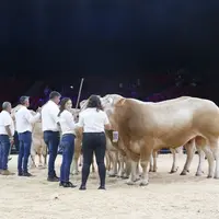 Concours blonde d'Aquitaine Sommet de l'élevage 2024