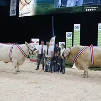 concours charolais Sommet de l'élevage 2024