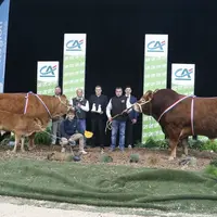 concours limousin Sommet de l'élevage 2024