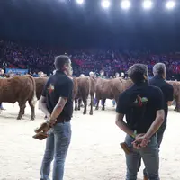 vente aux enchères vaches salers label rouge sommet de l'élevage 2024