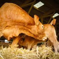 vache limousine avec son veau
