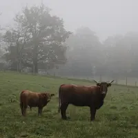 vache salers avec son veau