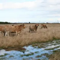 Élevage d'un troupeau de maraichines près de Notre Dame de Monts, pâturage dans les marais vendéens