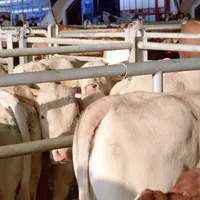 Bovins viande / commercialisation / broutards blonds sur le marché aux bestiaux de Rabastens