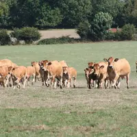 vaches parthenaises veaux prairie