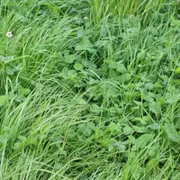 prairie multi-espèces