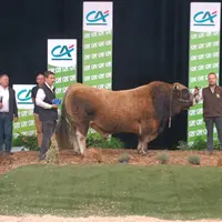 sommet de l'élevage concours aubrac