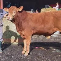 vente reproducteurs limousine auvergne