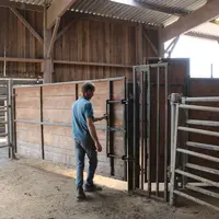 Eleveur dans le camembert de sa contention constuite à l'intérieur du bâtiment d'élevage