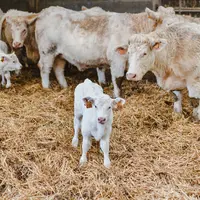 vaches et veaux en race charolaise