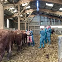 etudiants veterinaires elevage salers