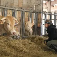 lunettes connectées vaches blonde d'Aquitaine