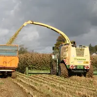 Chantier d'ensilage de maÃ¯s dans la Manche / ensileuse Krone BigX 800 bec 12 rangs / RÃ©colte du mais avant la pluie / c
