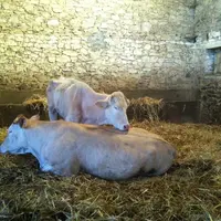 vache blonde d'aquitaine paratuberculose