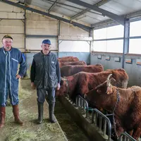 Eleveurs de vaches salers dans le Cantal