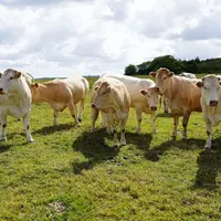 Vaches blondes d'Aquitaine au pâturage dans les Pyrénées-Atlantiques (Nouvelle-Aquitaine)