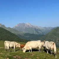 Troupeau transhumants de bovins à l'estive dans les Hautes-Pyrénées : vaches charolaises et limousine, pâturage en montag