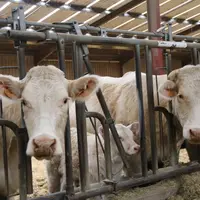 Vaches charolaises au cornadis et veau