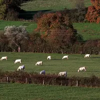 morvan vaches charolaises prairie