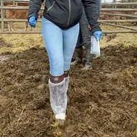paratuberculose bovine prélèvement élevage pédichiffonnettes