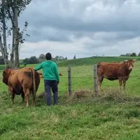 éleveur limousine prairies