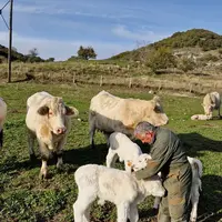 éleveur charolaises vêlage veaux pâturage Ardèche