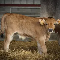 veau race Gasconne des Pyrénées