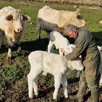 éleveur prairie charolaises veaux vêlage
