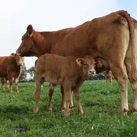 Fin des vêlages d'automne 2024 pour la ferme expérimentale de Thorigné d'Anjou