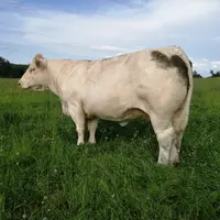 vaches charolaises engraissement pâturage