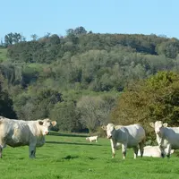 vaches charolaises pâturage prairie