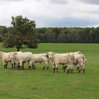 Broutards charolais au pré en octobre dans la Nièvre