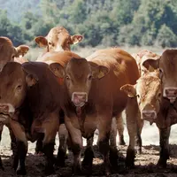 Bovins viande / broutards limousins / après le sevrage, les broutards sont repoussés en bâtiment mais ont libre accès pour all