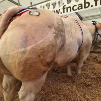 vache charolaise concours bovins boucherie haute qualité