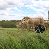 Génisses blondes d'Aquitaine au pâturage