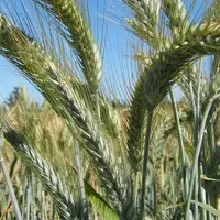 triticale