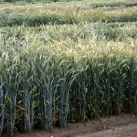 champ de triticale essais variétaux