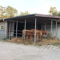 elevage bovins viande limousine pologne