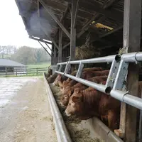 jeunes bovins de race limousine