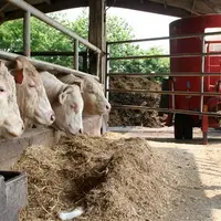 jeunes bovins en engraissement