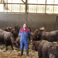 Système naisseur engraisseur en race salers avec croisement charolais dans le Cantal