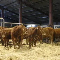 Broutardes limousines sur aire paillée