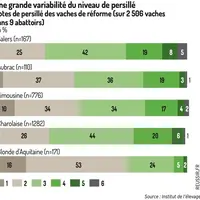 Graphique - Une grande variabilité du niveau de persilléNotes de persillé des vaches de réforme (sur 2 506 vaches dans 9 abatt