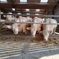 vaches charolaises engraissement