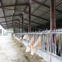 Vaches blondes d'Aquitaine au cornadis, dans les Landes