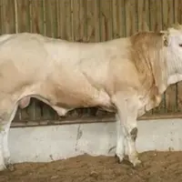 vente enchère taureau blonde d'Aquitaine