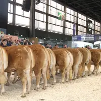 Alignement de femelles de boucherie label rouge de race limousine à la vente aux enchère au salon de l'agriculture 2025