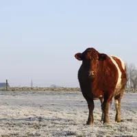 vache rouge des prés en prairie