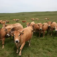 vaches aubrac pâturage auvergne