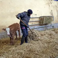 L'éleveuse paille à la main le parc à veau, à côté d'un veau croisé aubrac-charolais. Sur le mur, un râtelier offre